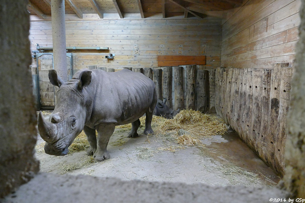 Breitmaulnashorn TAMU mit Sohn AMADOU, geb. am 4.4.15