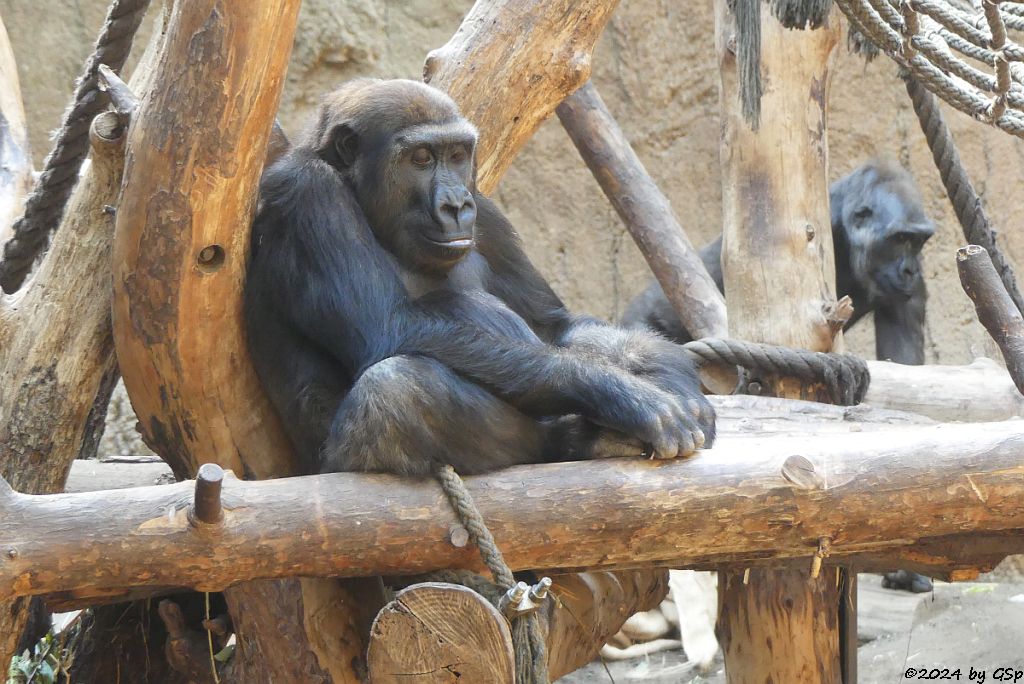 Westlicher Flachlandgorilla