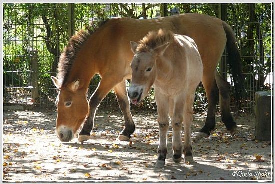 Przewalski-Pferd