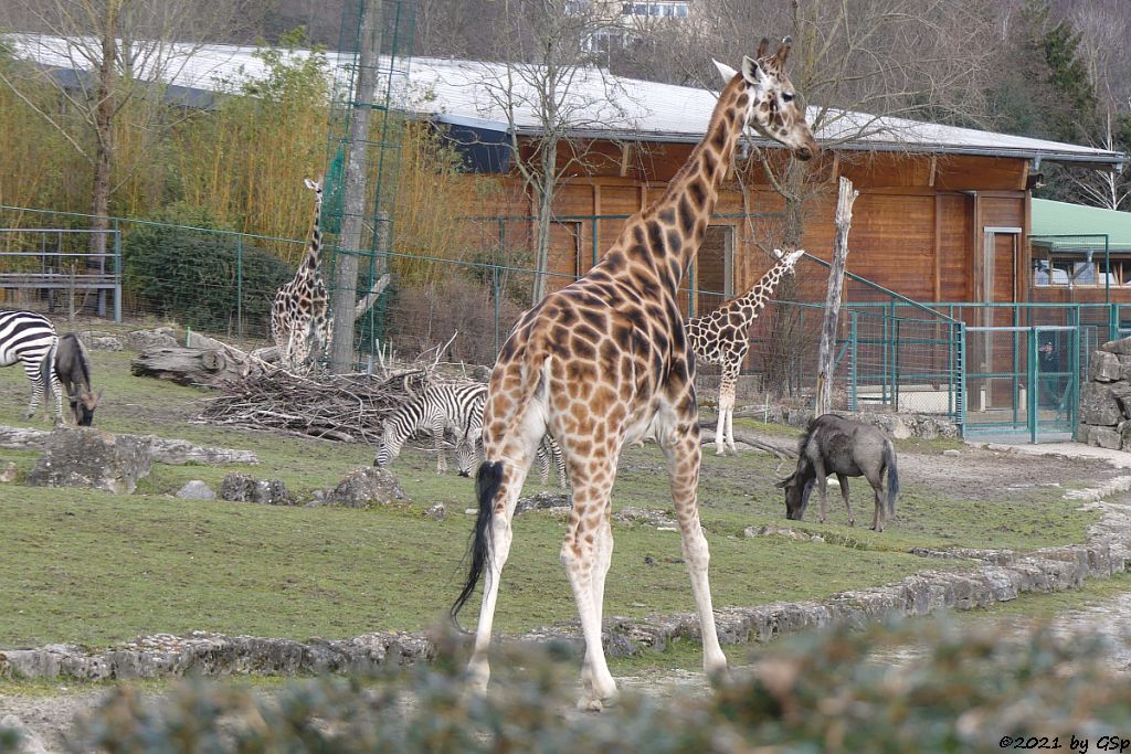 Böhm-Steppenzebra (Grant-Zebra), Südliches Streifengnu (Blaues Gnu), Rothschildgiraffe (Uganda-Giraffe, Baringo-Giraffe)