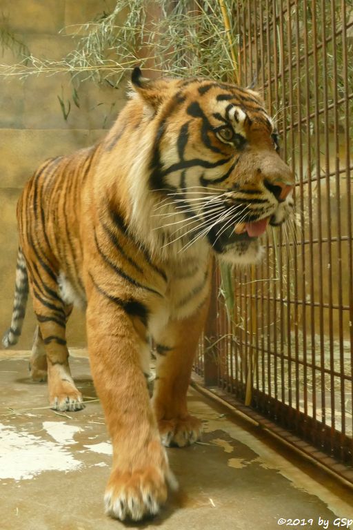 Sumatratiger