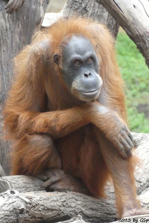 Sumatra-Orang-Utan