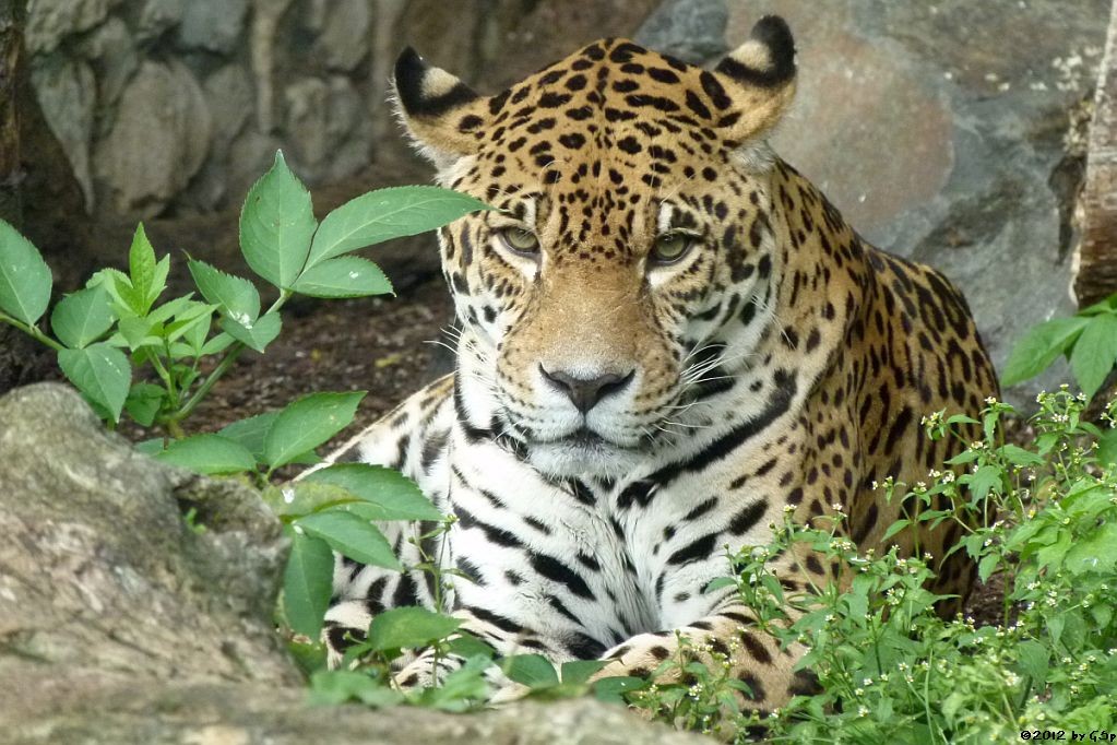 Jaguar