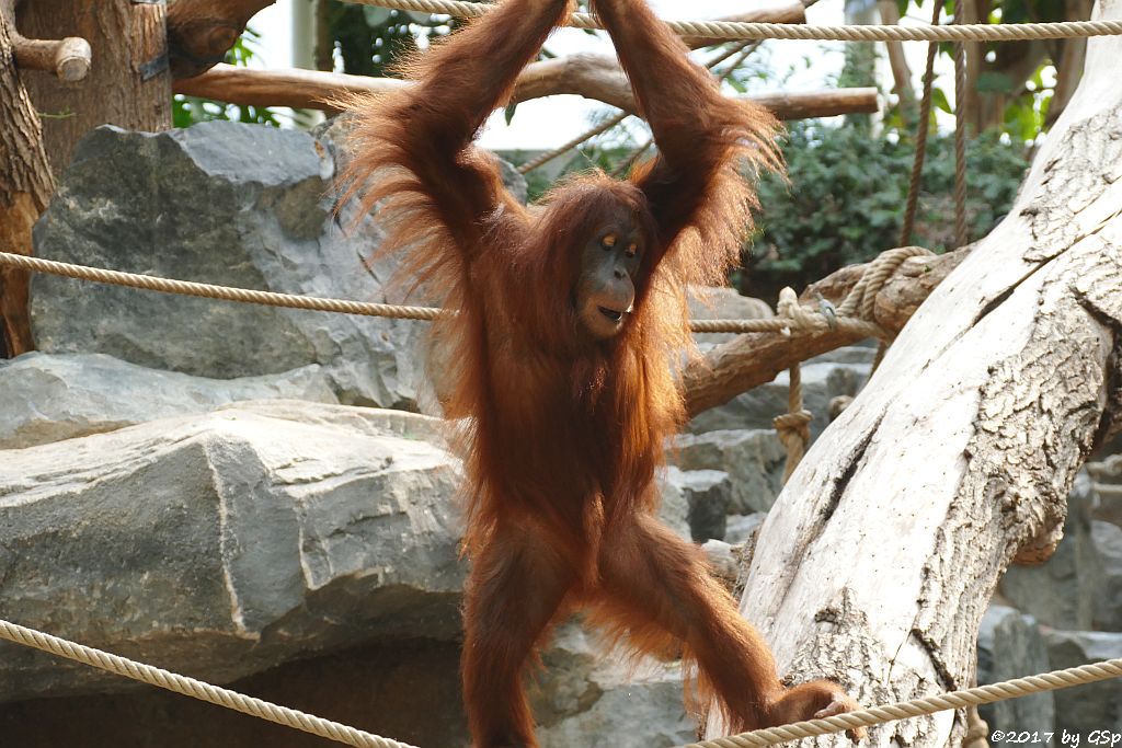 Sumatra-Orang-Utan