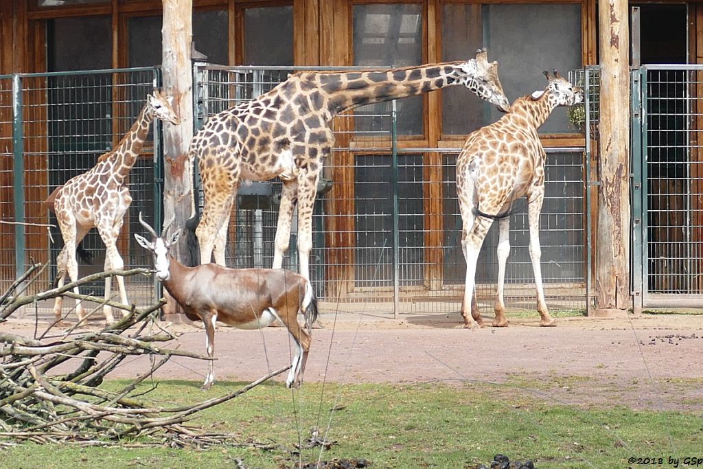 Rothschildgiraffe (Uganda-Giraffe, Baringo-Giraffe), Blessbock
