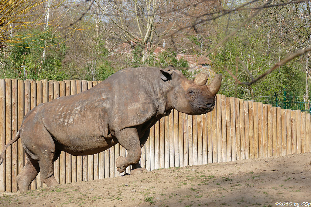  Spitzmaulnashorn TSORORO