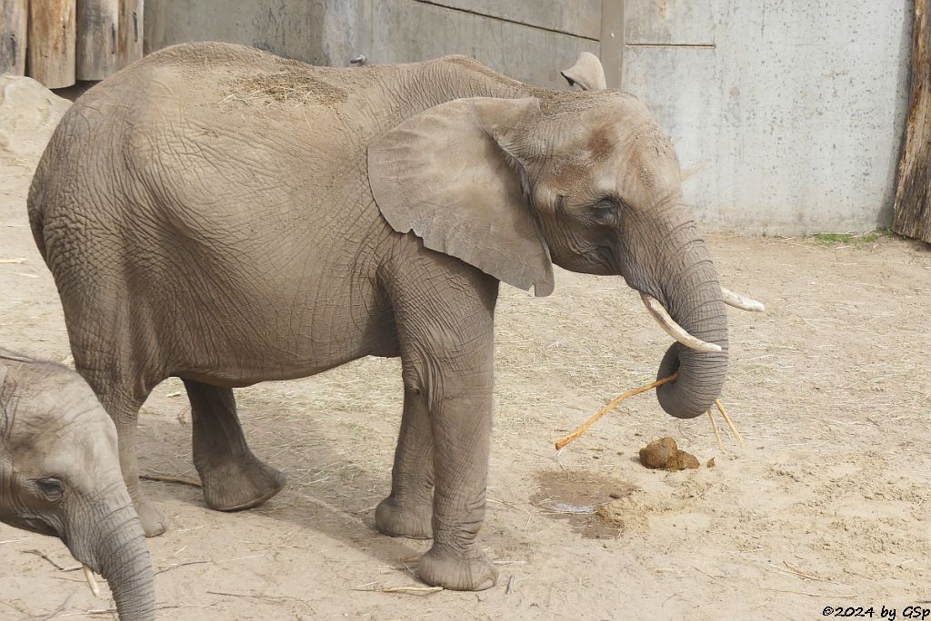 Elefanten Zoo Halle: TAMIKA, TANA