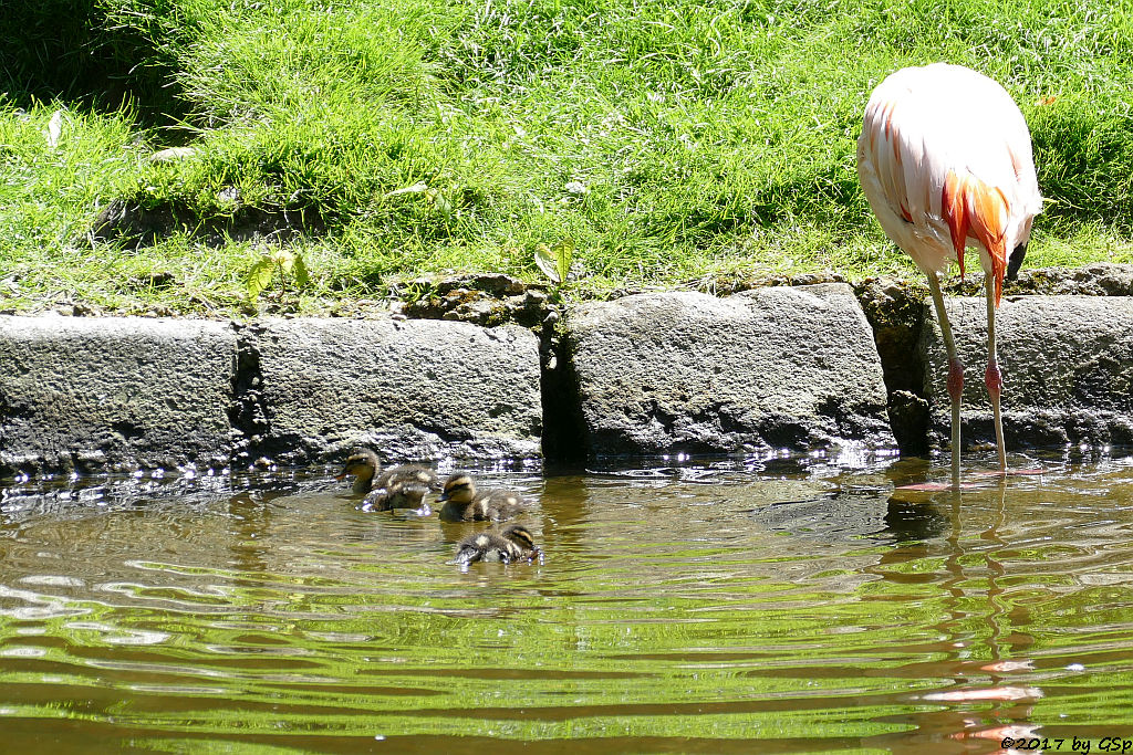 Chileflamingo (Chilenischer Flamingo)