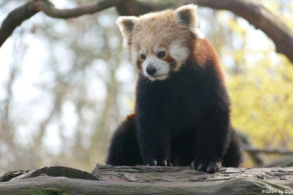 Westlicher Kleiner Panda (Westlicher Katzenbär, Nepalisischer Roter Panda)