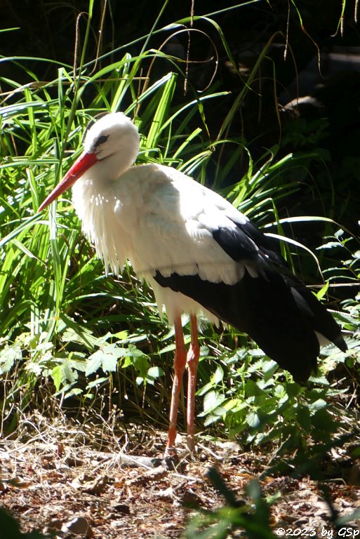 Europäischer Weißstroch (Hausstorch)