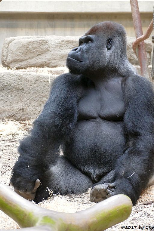 Flachlandgorilla