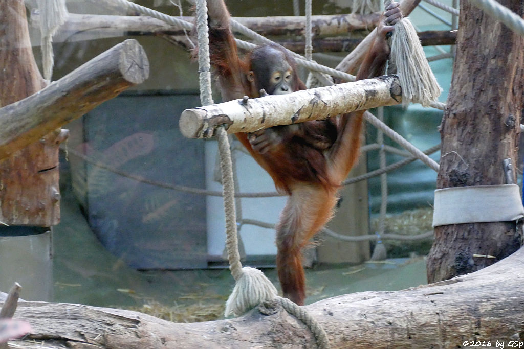 Borneo-Orang-Utan