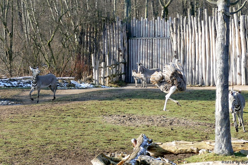 Grévy-Zebra, Nordafrikanischer Strauß (Nordafrikanischer Rothalsstrauß)