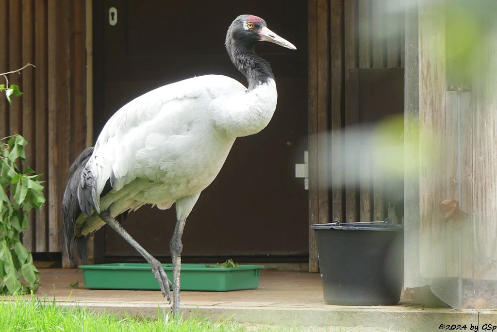 Zoo Halle: Schwarzhalskranich