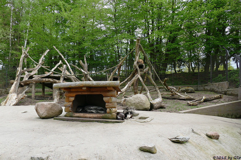 Stachelschwein, Nasenbär