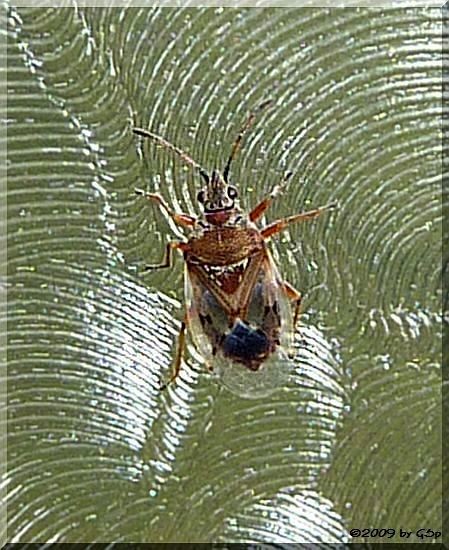 Birkenwanze (Kleidocerys Resedae