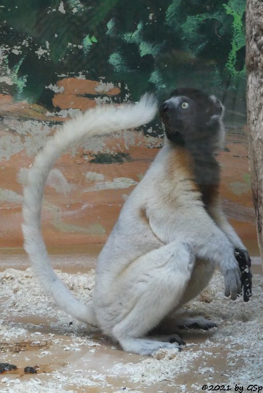 Kronensifaka