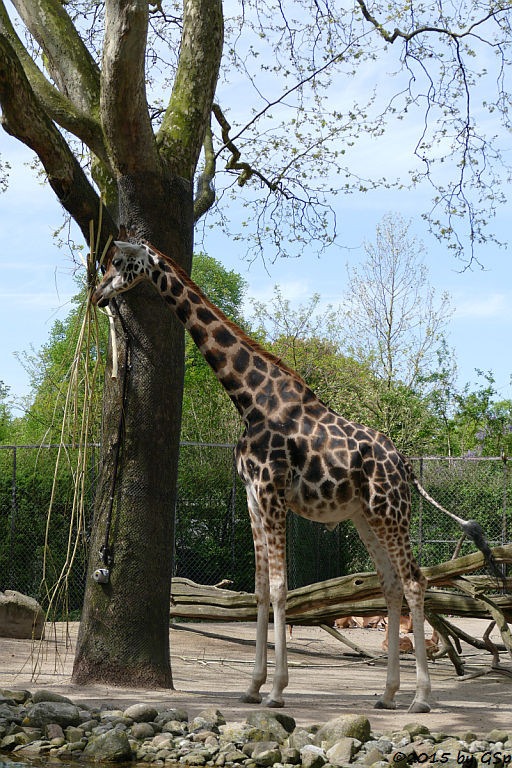 Rothschildgiraffe, Impala