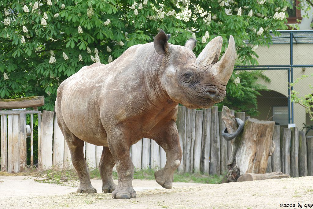 Südzentralafrikanisches Spitzmaulnashorn (Südliches Spitzmaulnashorn) KALUSHO