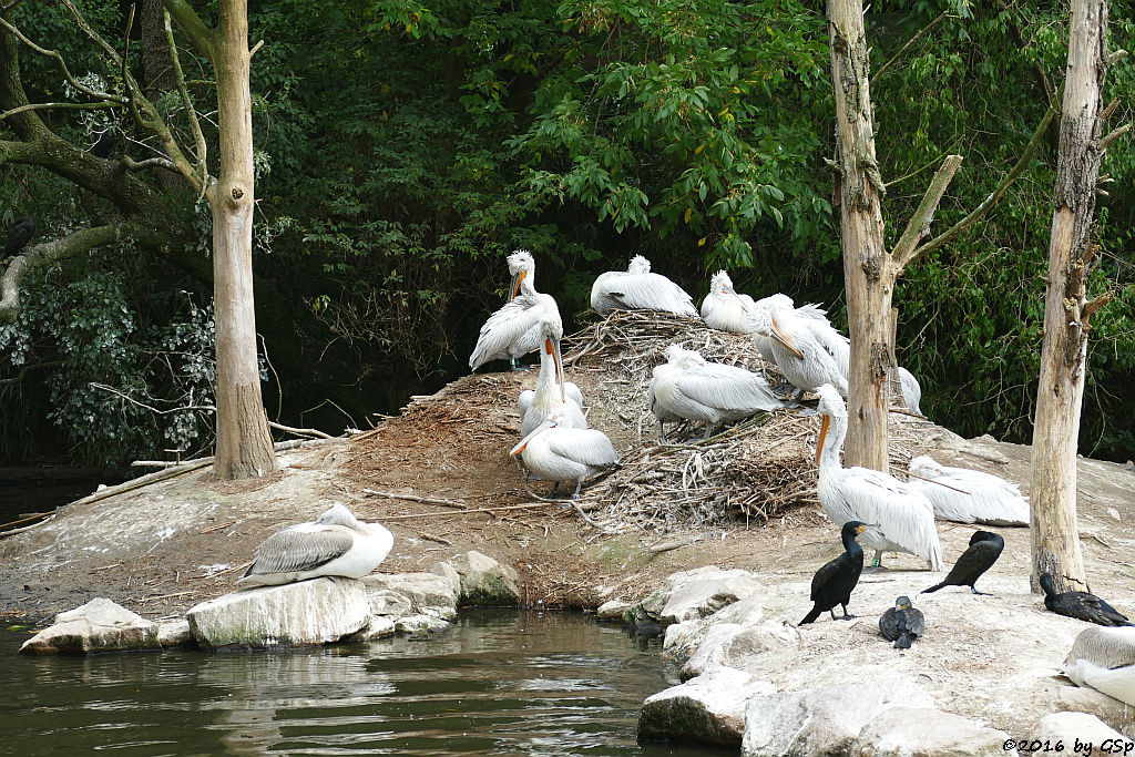 Krauskopfpelikan, Kormoran