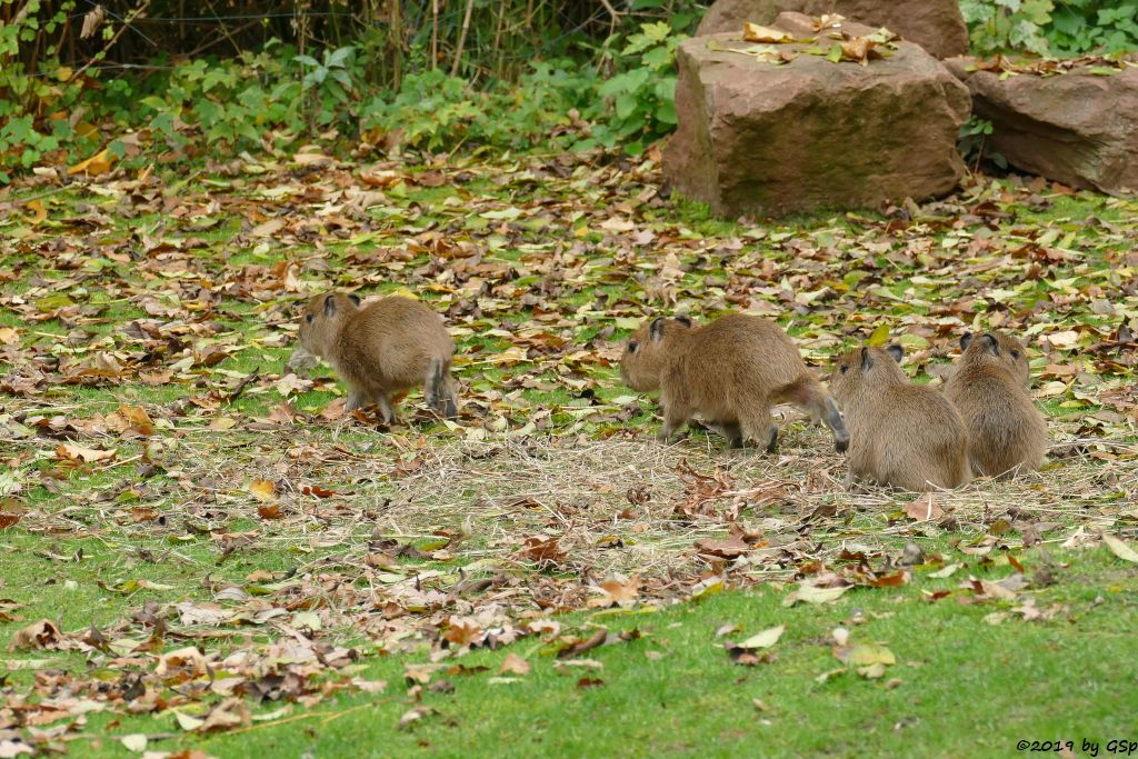 Wasserschwein (Capybara), 4 Jungtiere geb. am 15.9. u. 3 weitere im Okt. 2019