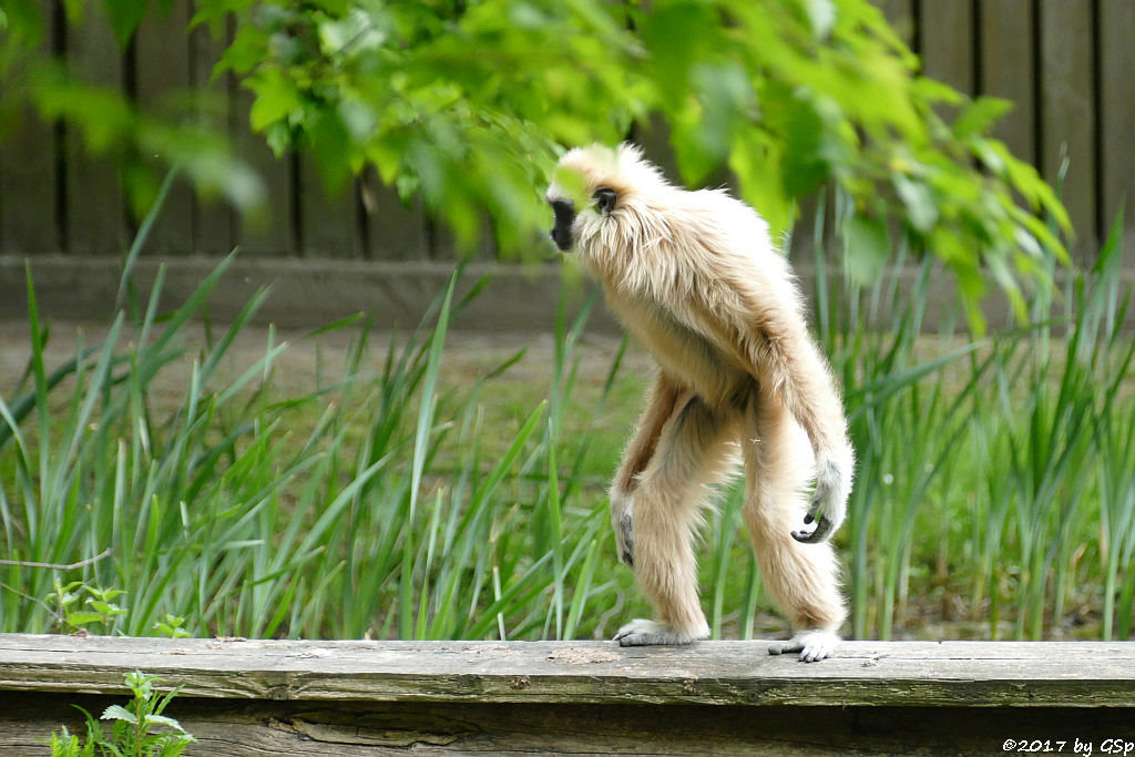 Weißhandgibbon (Lar)