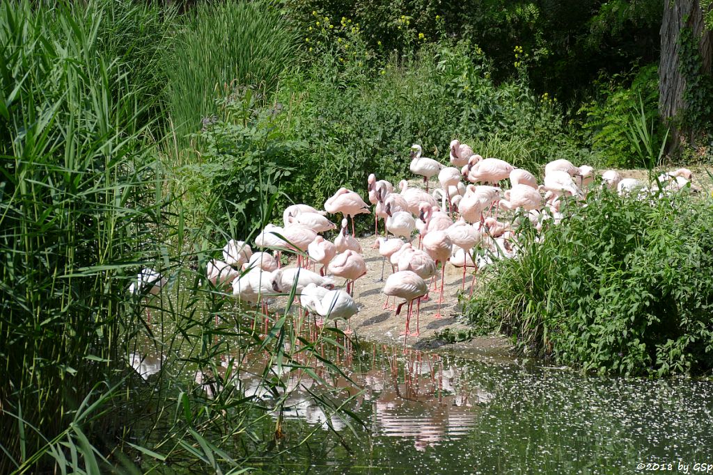 Zwergflamingo