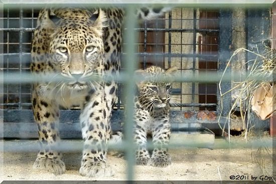 Persischer Leopard -Jungtier geb. am 3.7.11