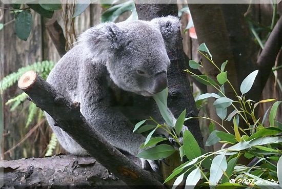 Koala