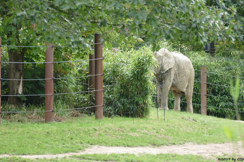 Afrikanischer Elefant ARUBA