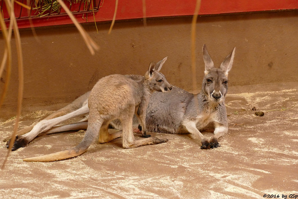 Rotes Riesenkänguru, Jungtier geb. Febr.2015