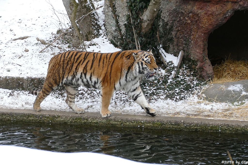 Amurtiger (Sibirischer Tiger, Mandschu-Tiger) JEGOR