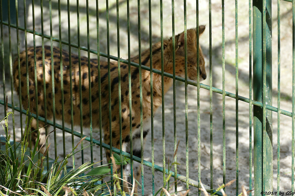 Serval