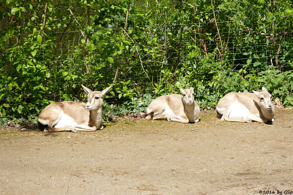 Kropfgazelle