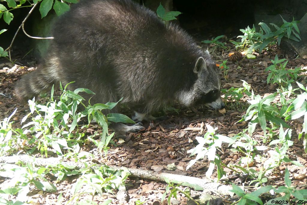Nordamerikanischer Waschbär