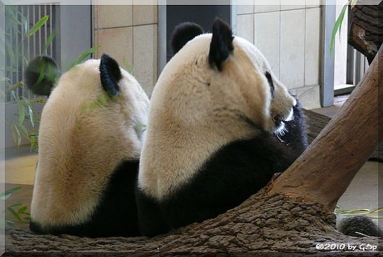 Großer Panda