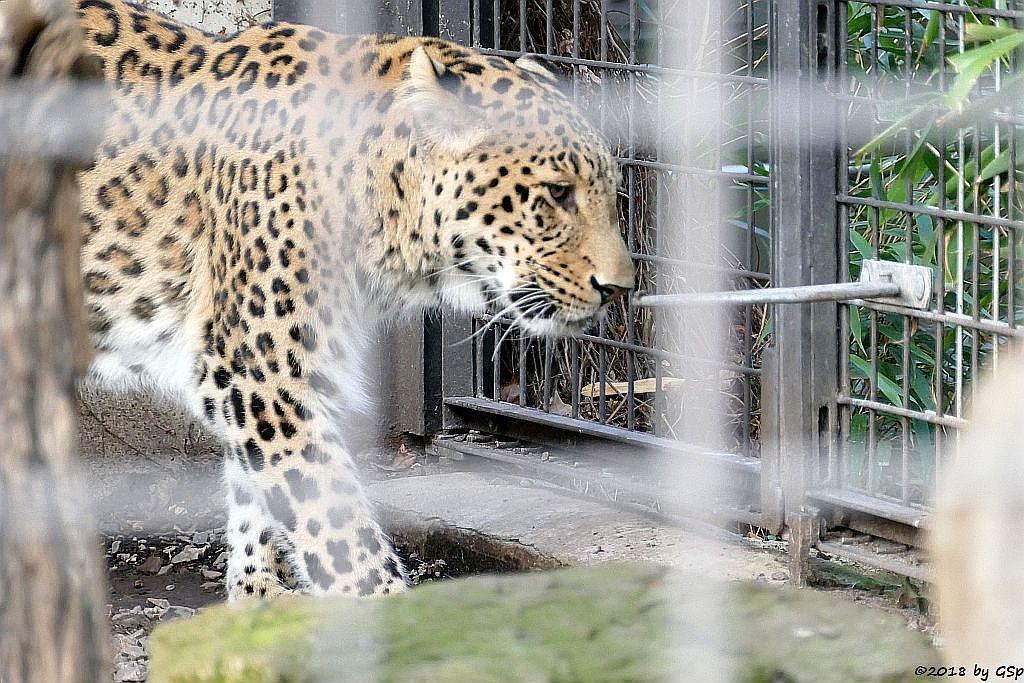 Nordpersischer Leopard (Afghanischer Leopard) AMAN, geb. 24.5.06 in Köln
