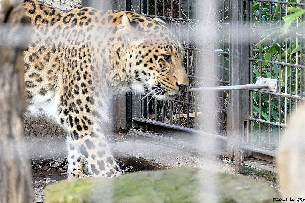 Nordpersischer Leopard (Afghanischer Leopard) AMAN, geb. 24.5.06 in Köln