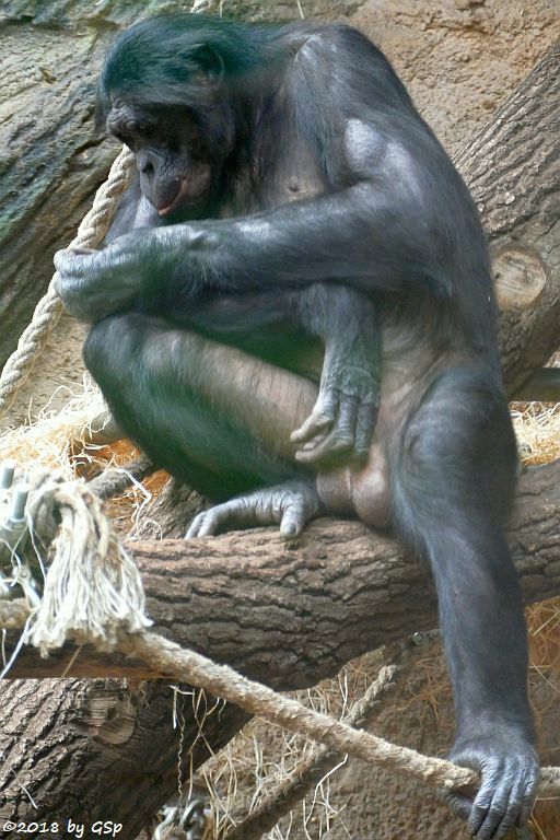 Bonobo (Zwergschimpanse)