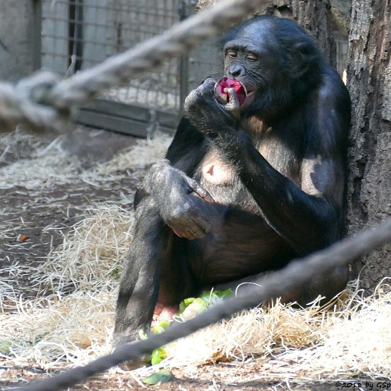 Bonobo (Zwergschimpanse)