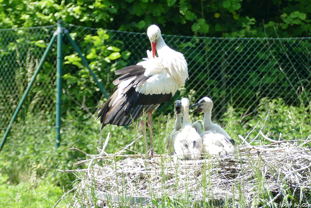 Weißstorch