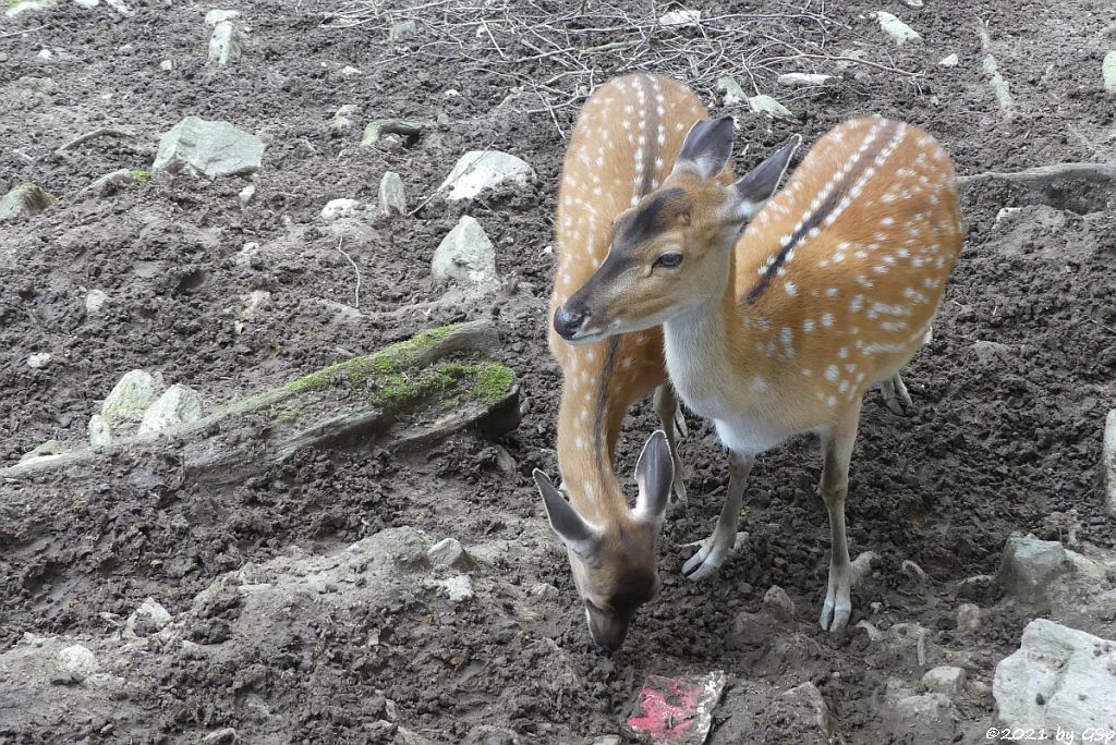 Vietnam-Sikahirsch