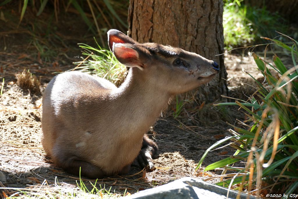 Ostchinesischer Schopfhirsch