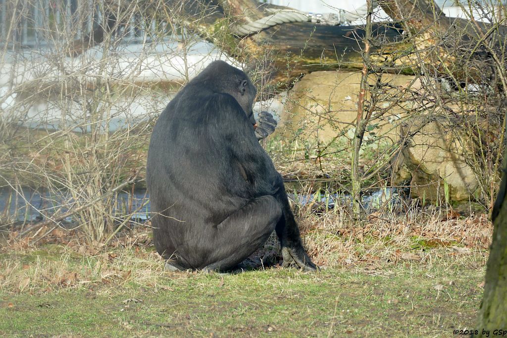 Flachlandgorilla TUANA mit Jungtier, geb. 11.1.18 (2 Wochen alt)