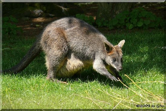 Sumpfwallaby