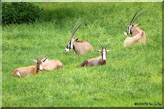 Blässbock und Beisa-Antilope