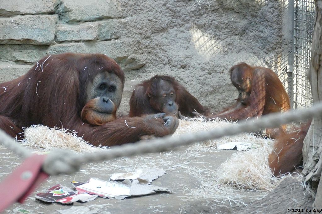 Sumatra-Orang-Utan KEMBALI, INDAH, SAYANG