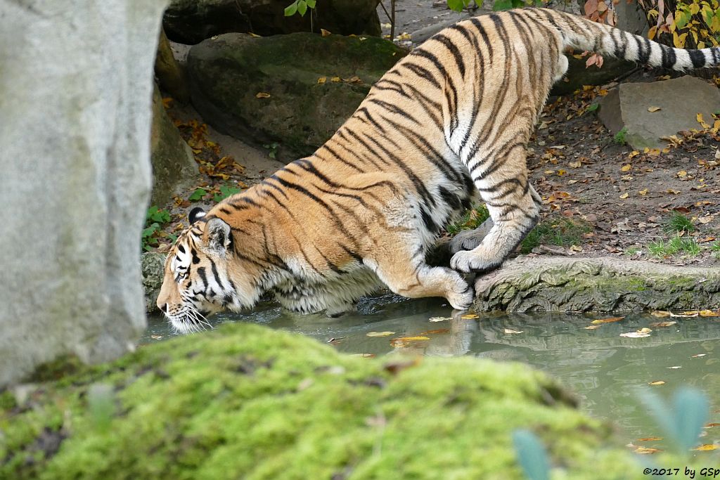 Amurtiger (Sibirischer Tiger, Mandschu-Tiger) TOMAK