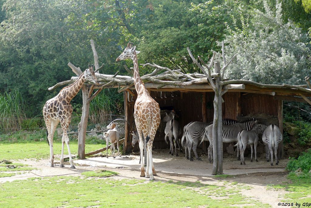 Rothschildgiraffe (Uganda-Giraffe, Baringo-Giraffe), Säbelantilope, Grévy-Zebra