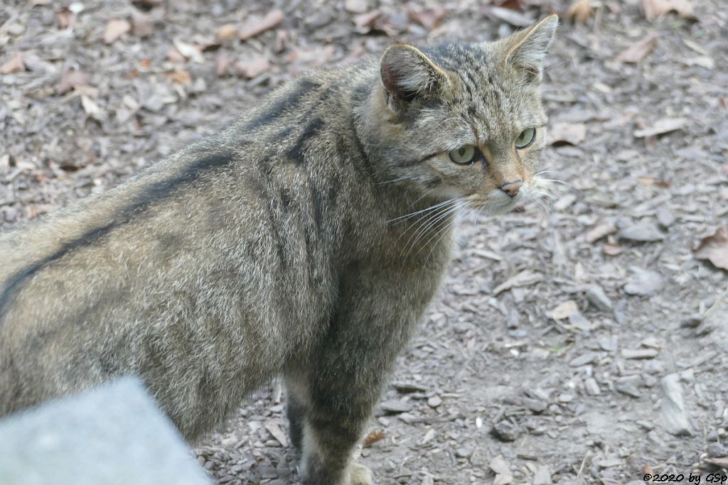 Europäische Wildkatze